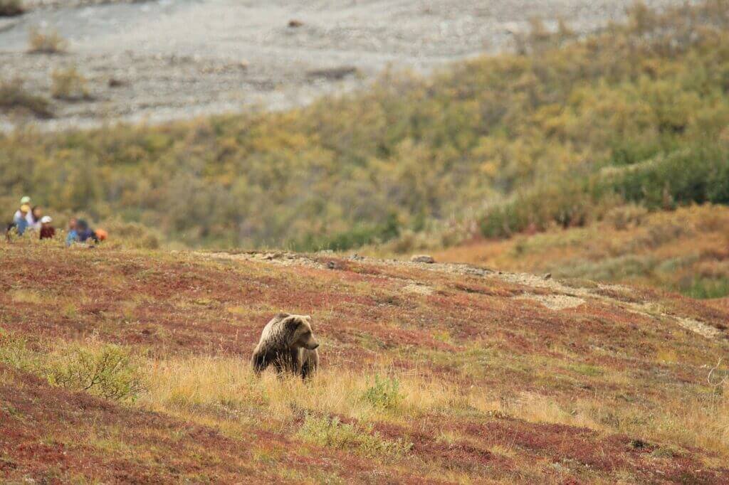 What Should I Know About Camping Safety In Bear Country?