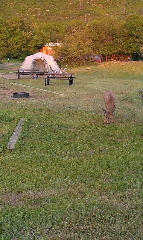 deer, camping, green